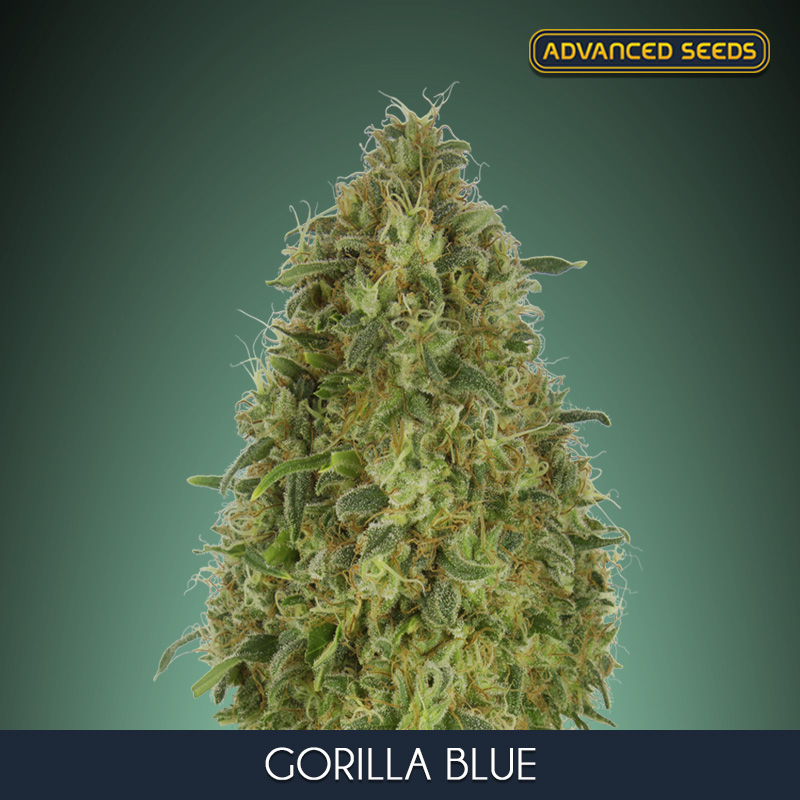 Gorilla Blue